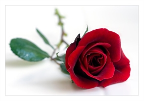 Eleonora Gennaro (TO) 