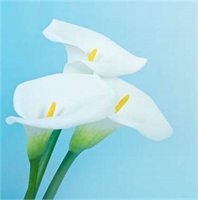 Rosalda Virginia Depetris