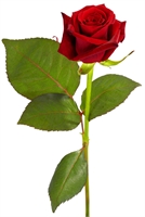 Elia Ferrazza In Usai (SS) 