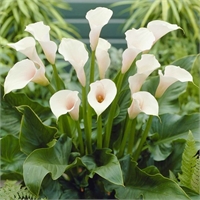 Vera Maria Giancroce Ved. Della Calce (VA) 