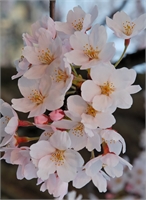 Umberto Copelli (VA) 