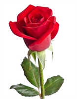 Pier Carlo Marengo (CN) 